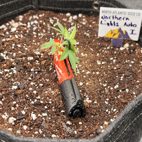 Northern Lights growlog photo: Started LST on forth node