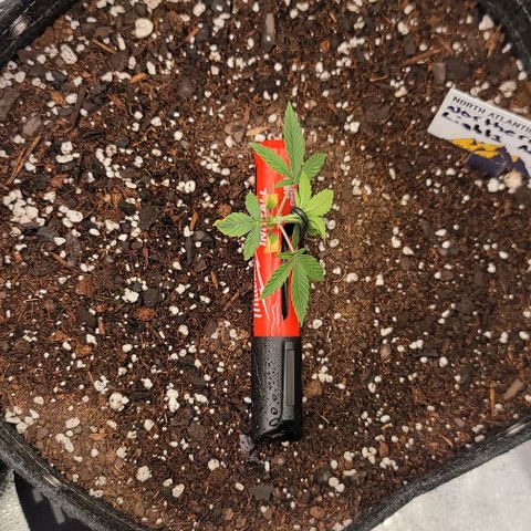 Northern Lights growlog timeline photo