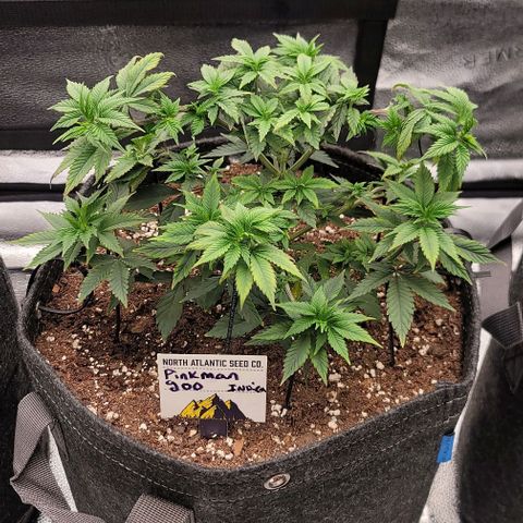 Pinkman Goo #1 growlog photo: 1 day after the foliar spray with gold leaf. Do not use for another 2 weeks
