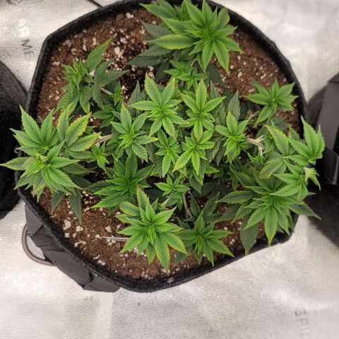 Pinkman Goo #1 growlog photo: 1 day after foliar spray with gold leaf. Do not use for atleast 2 weeks