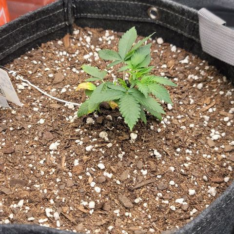 Cuba Libre growlog timeline photo