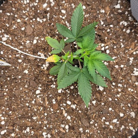 Cuba Libre growlog timeline photo