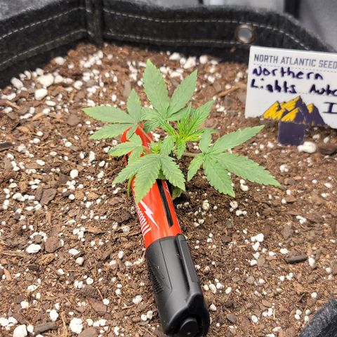 Northern Lights growlog timeline photo