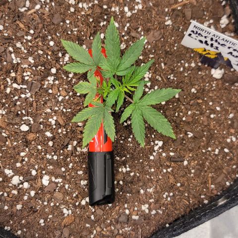 Northern Lights growlog timeline photo
