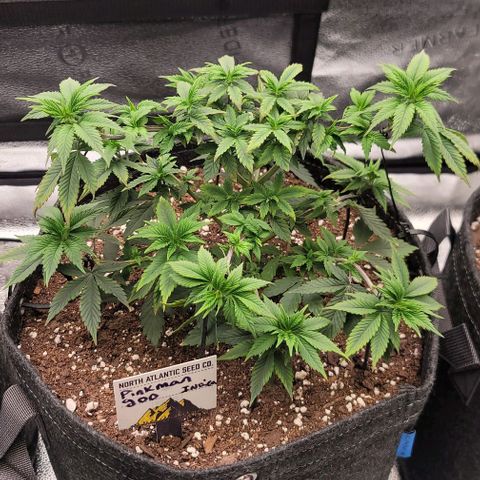 Pinkman Goo #1 growlog timeline photo