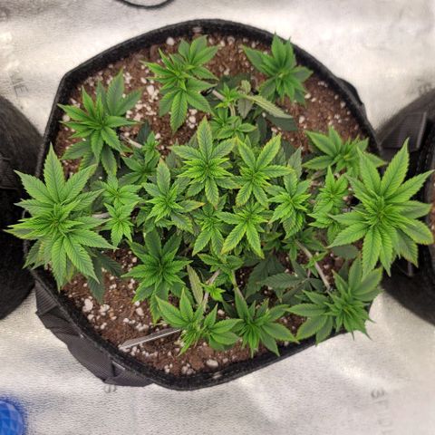 Pinkman Goo #1 growlog timeline photo