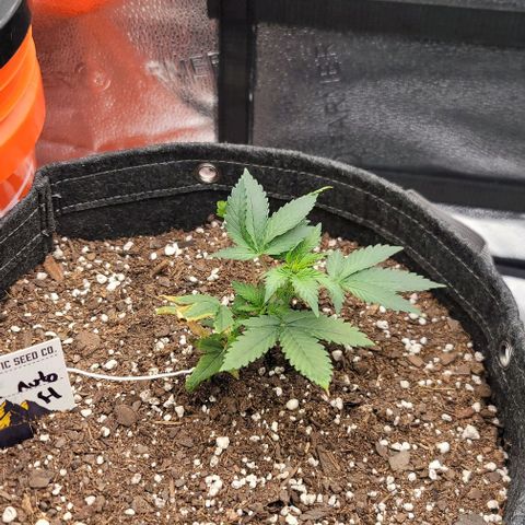 Cuba Libre growlog timeline photo