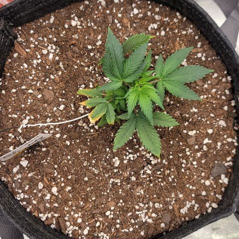 Cuba Libre growlog timeline photo