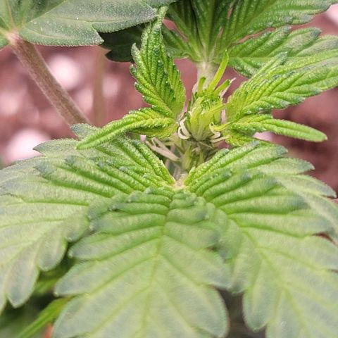 Cuba Libre growlog timeline photo