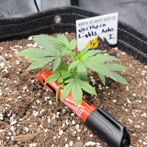 Northern Lights growlog timeline photo