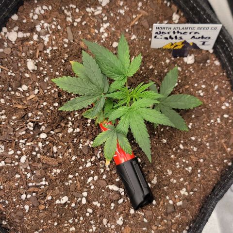 Northern Lights growlog timeline photo