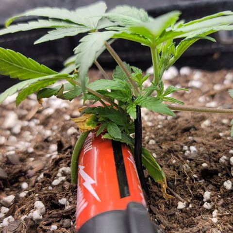 Northern Lights growlog timeline photo