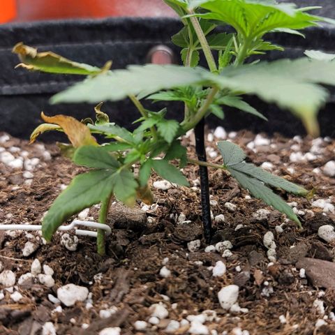 Cuba Libre growlog timeline photo