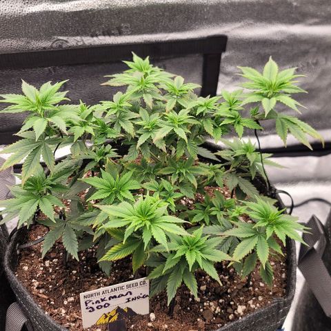 Pinkman Goo #1 growlog photo: Edges of the leafs turned brown due to not watering soon enough