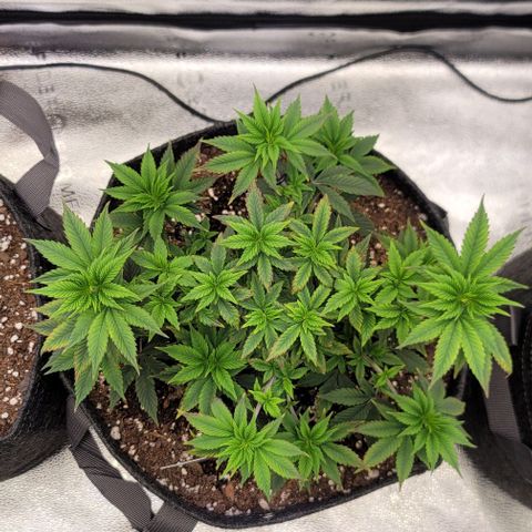 Pinkman Goo #1 growlog timeline photo