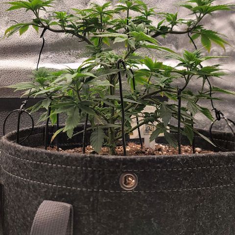 Pinkman Goo #1 growlog timeline photo