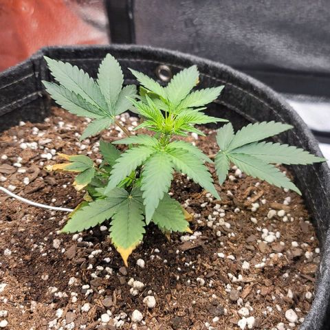 Cuba Libre growlog timeline photo