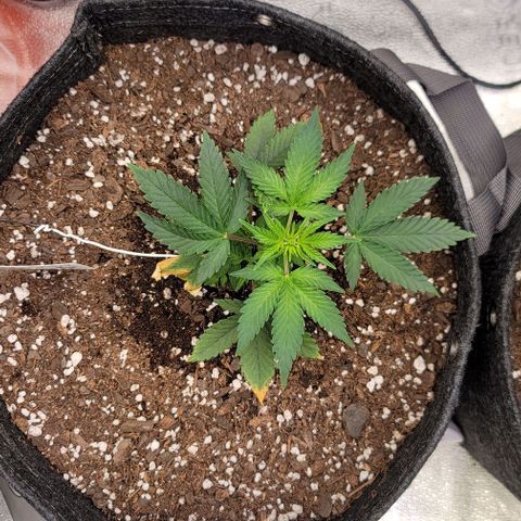 Cuba Libre growlog timeline photo