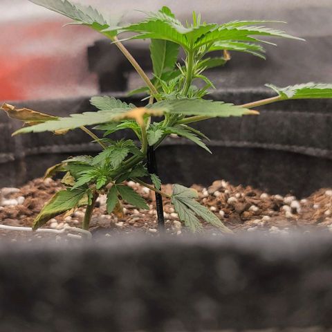 Cuba Libre growlog timeline photo