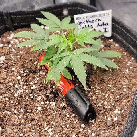 Northern Lights growlog timeline photo