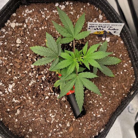 Northern Lights growlog timeline photo