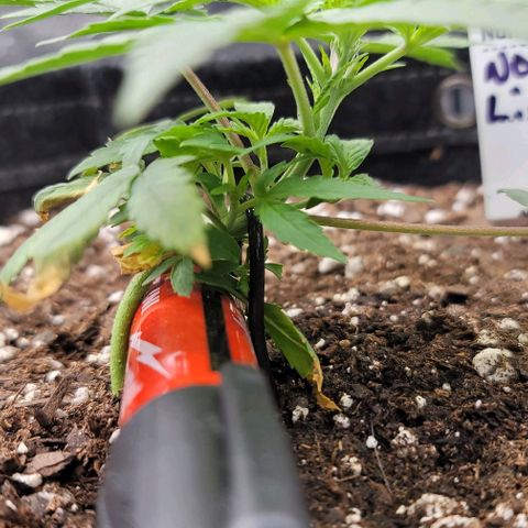 Northern Lights growlog timeline photo