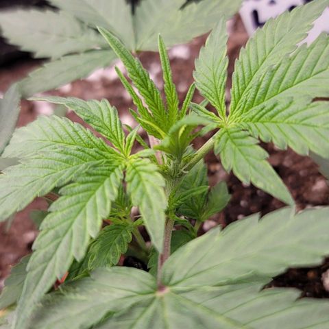 Northern Lights growlog photo: Pre-flower started already