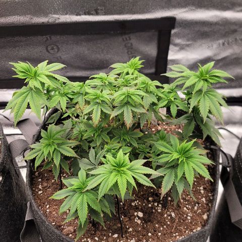 Pinkman Goo #1 growlog timeline photo