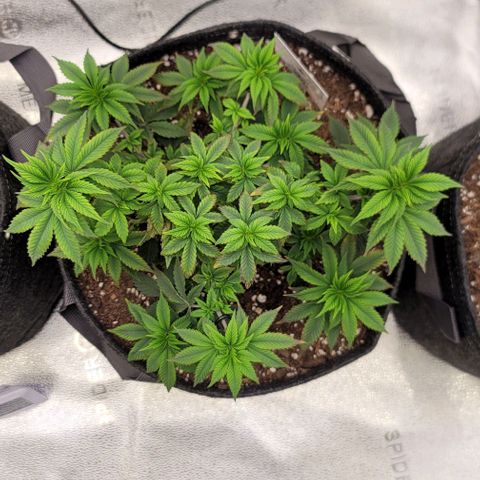 Pinkman Goo #1 growlog timeline photo