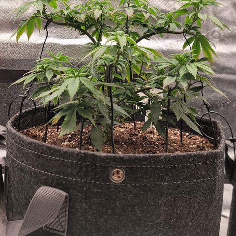 Pinkman Goo #1 growlog timeline photo