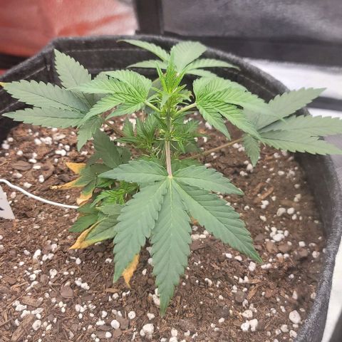 Cuba Libre growlog timeline photo