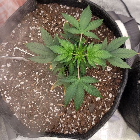 Cuba Libre growlog timeline photo