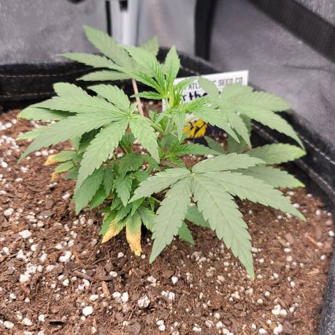 Northern Lights growlog timeline photo