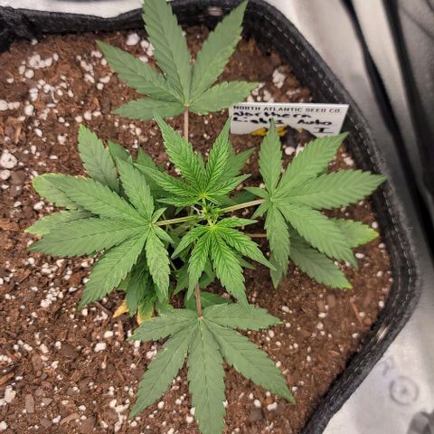 Northern Lights growlog timeline photo
