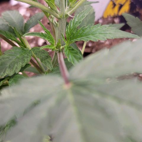 Northern Lights growlog timeline photo