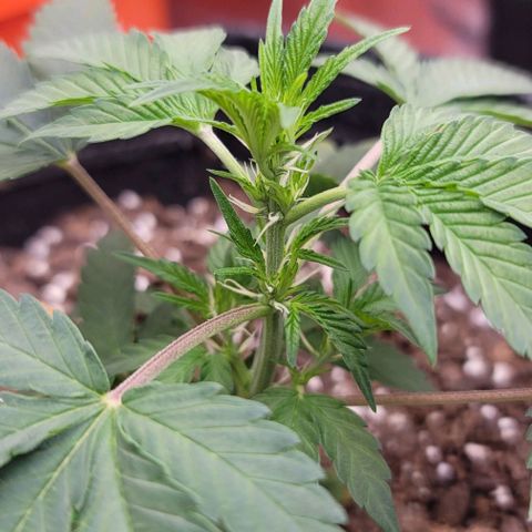 Cuba Libre growlog timeline photo