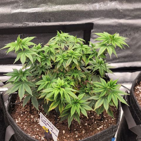 Pinkman Goo #1 growlog timeline photo