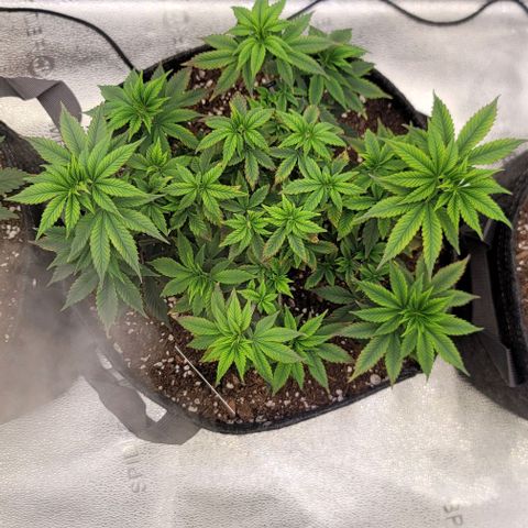 Pinkman Goo #1 growlog timeline photo