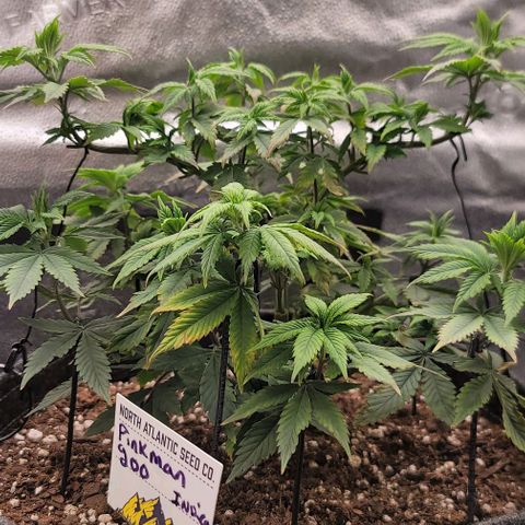 Pinkman Goo #1 growlog timeline photo