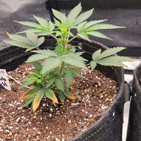 Cuba Libre growlog timeline photo