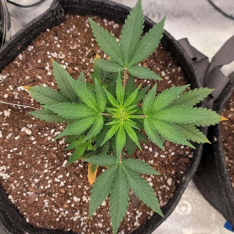 Cuba Libre growlog timeline photo