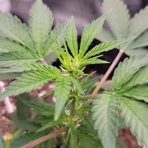 Cuba Libre growlog timeline photo