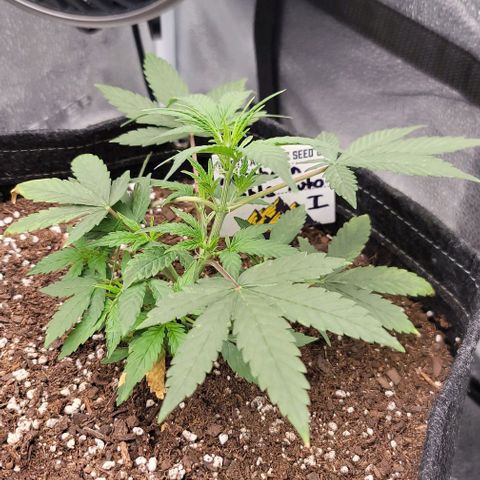 Northern Lights growlog timeline photo