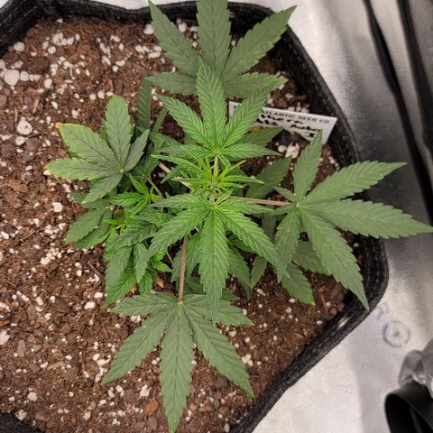 Northern Lights growlog timeline photo