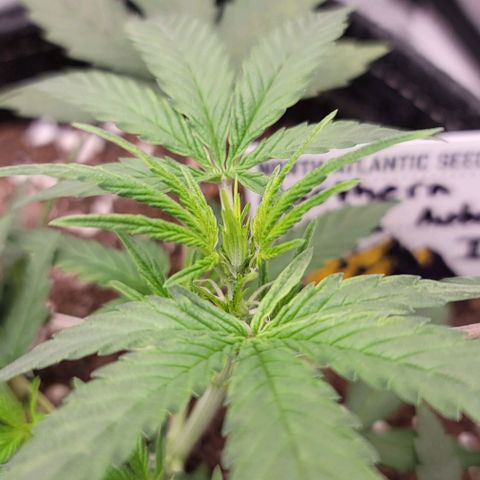 Northern Lights growlog timeline photo