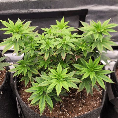 Pinkman Goo #1 growlog timeline photo