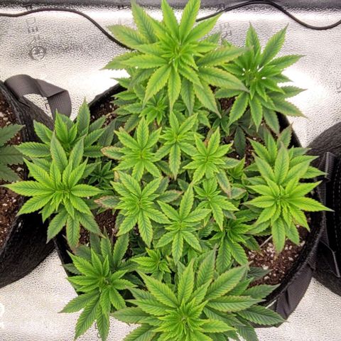 Pinkman Goo #1 growlog timeline photo