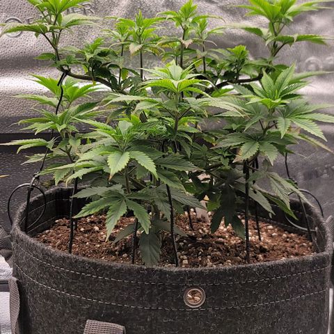 Pinkman Goo #1 growlog timeline photo
