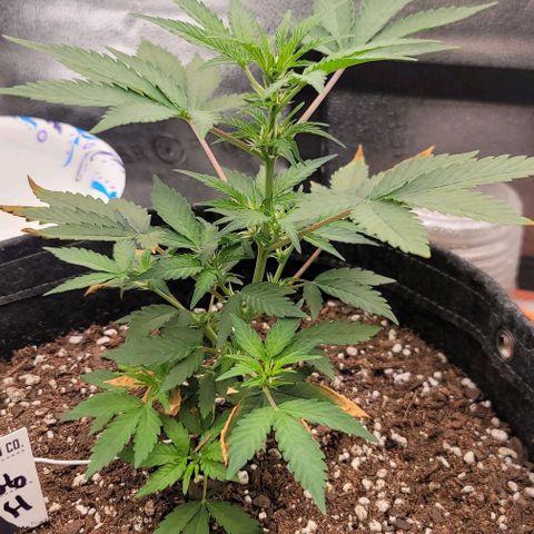 Cuba Libre growlog timeline photo