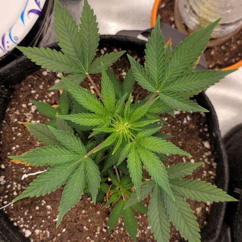 Cuba Libre growlog timeline photo